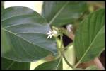 leaf and flower